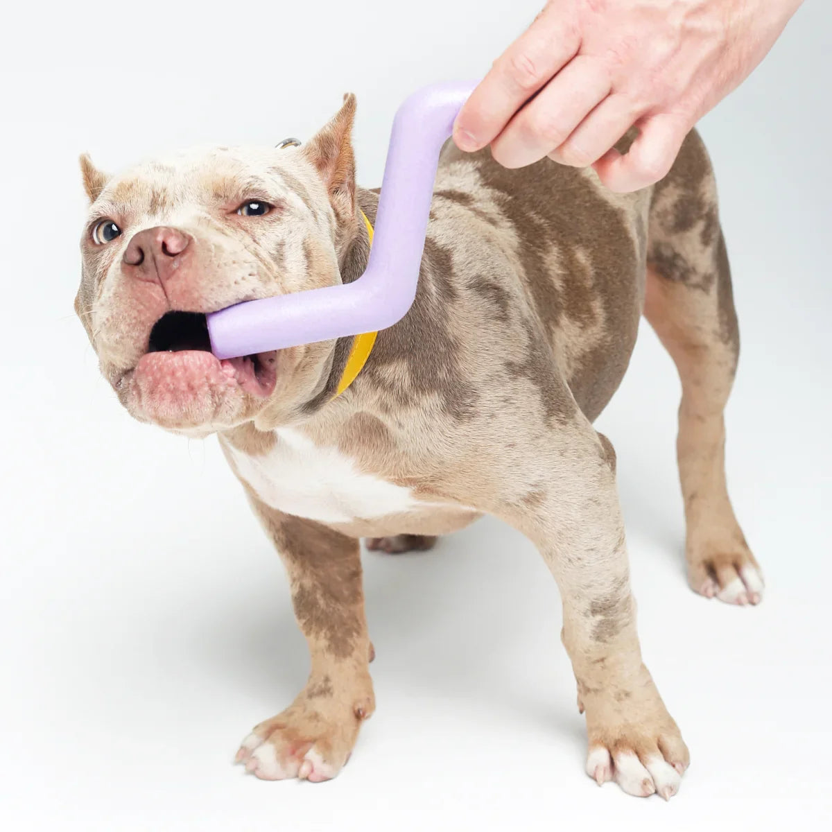 Jouets Interactifs pour Friandises