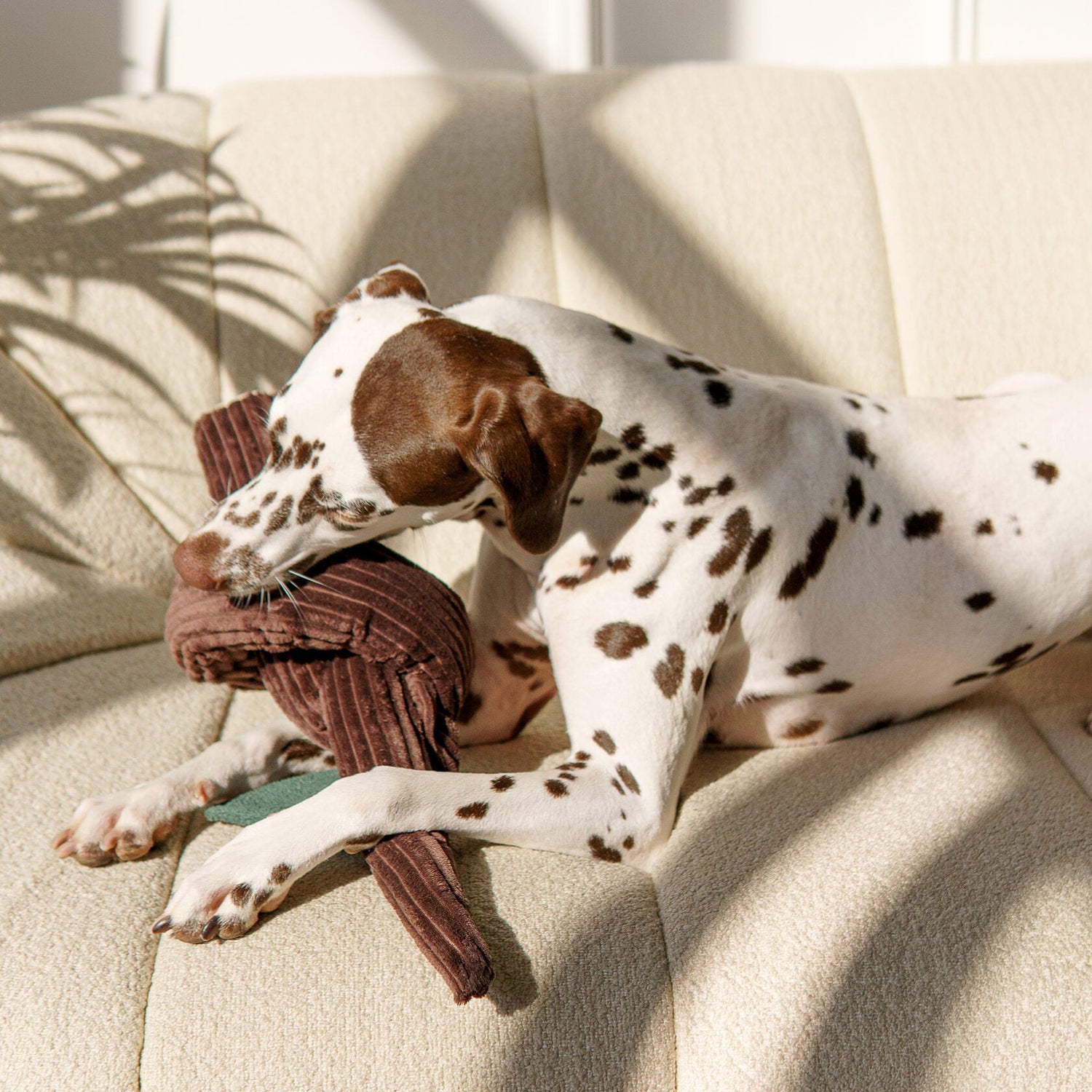 Jouets en Corde & Dentaires